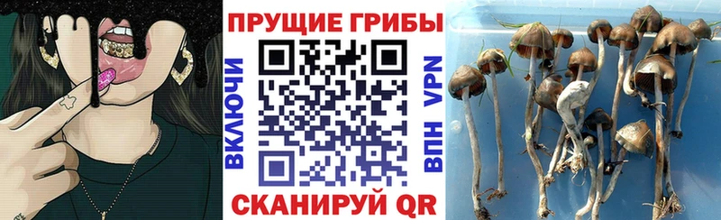 где продают наркотики  Усть-Кут  Псилоцибиновые грибы Magic Shrooms 